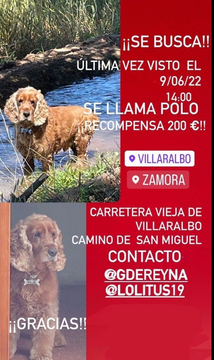 Ofrecen Euros De Recompensa A Quien Encuentre A Un Perro Perdido En