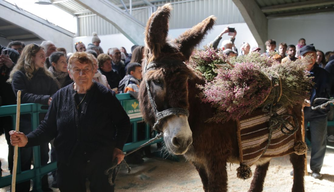 Conoce el proyecto Donsheep nuevos usos del asno zamorano leonés