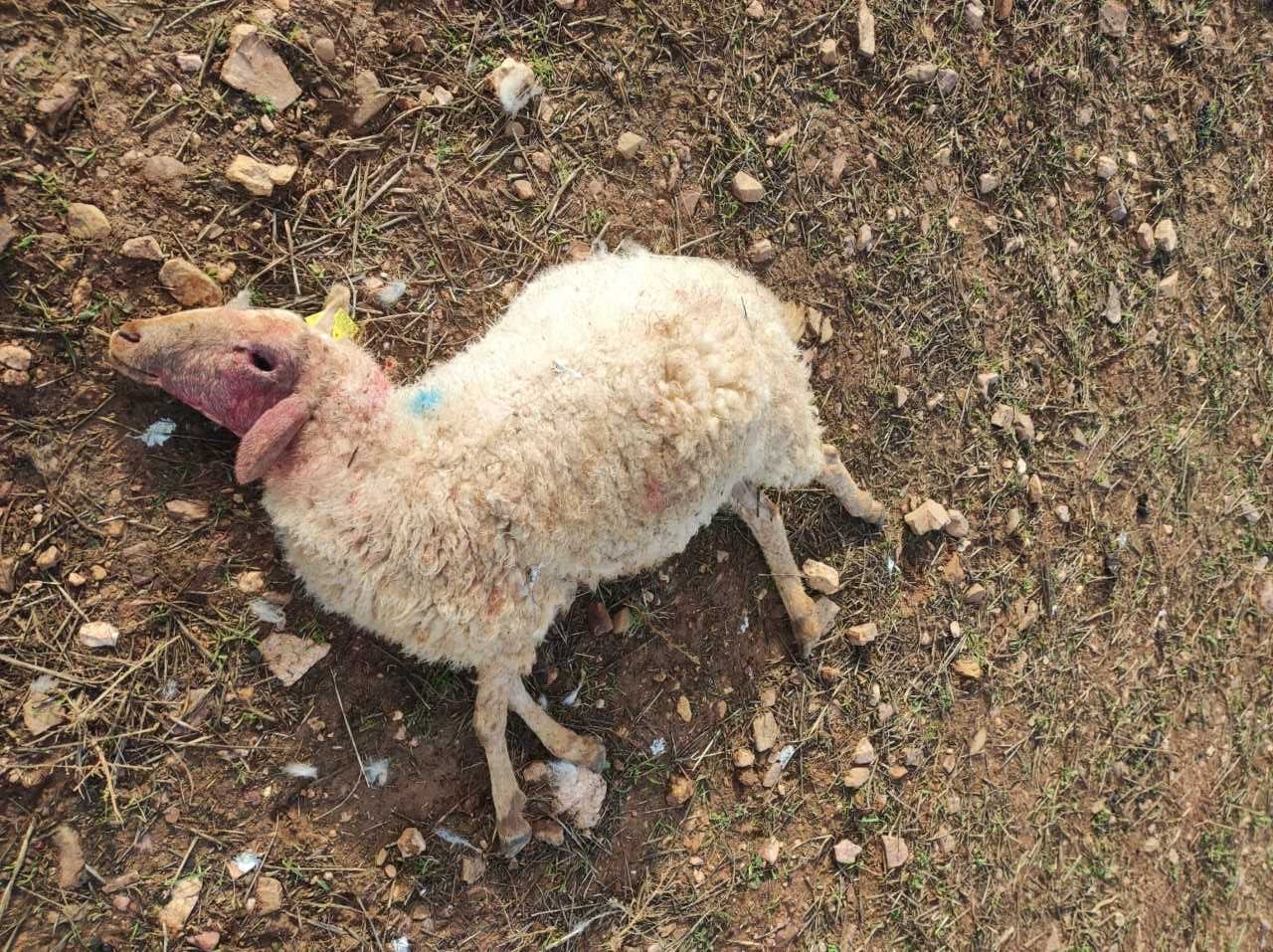 Segundo ataque de lobos en menos de 24 horas en la misma explotación de