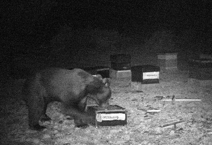 ​El oso regresa y causa destrozos en el corazón de La Carballeda