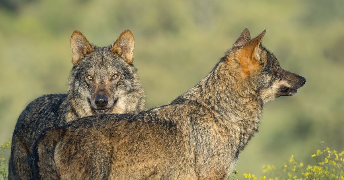 Una joven cazadora alistana y la importancia de la gestión cinegética del  lobo