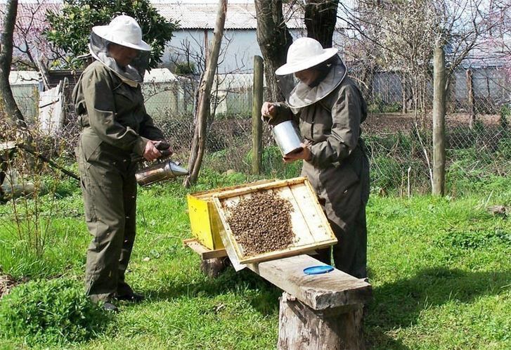 Reclaman a la Junta aumentar las ayudas y asesoramiento continuo para los apicultores frente a los daños del oso pardo