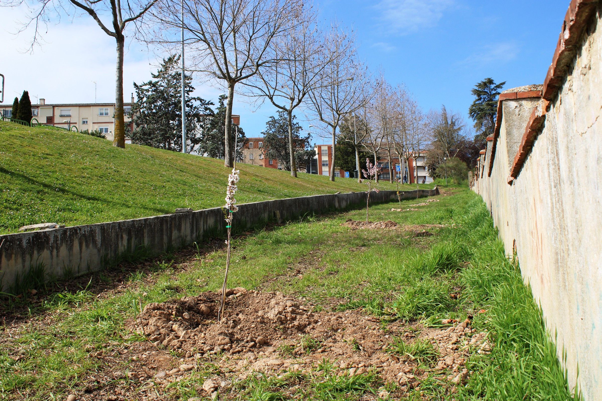 Los almendros florecen en el entorno de La Josa gracias al colectivo 'Zamora en Transición'