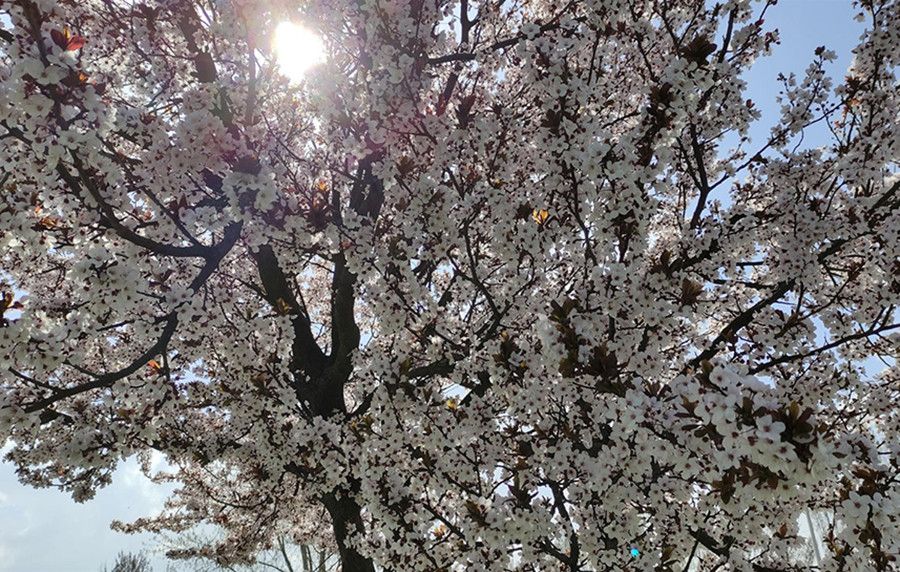 Árbol en primavera