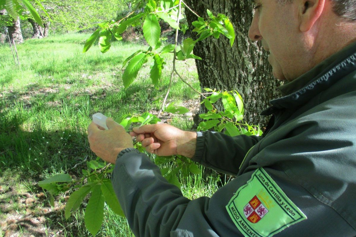 Lucha biológica contra la plaga de avispilla del castaño en Zamora