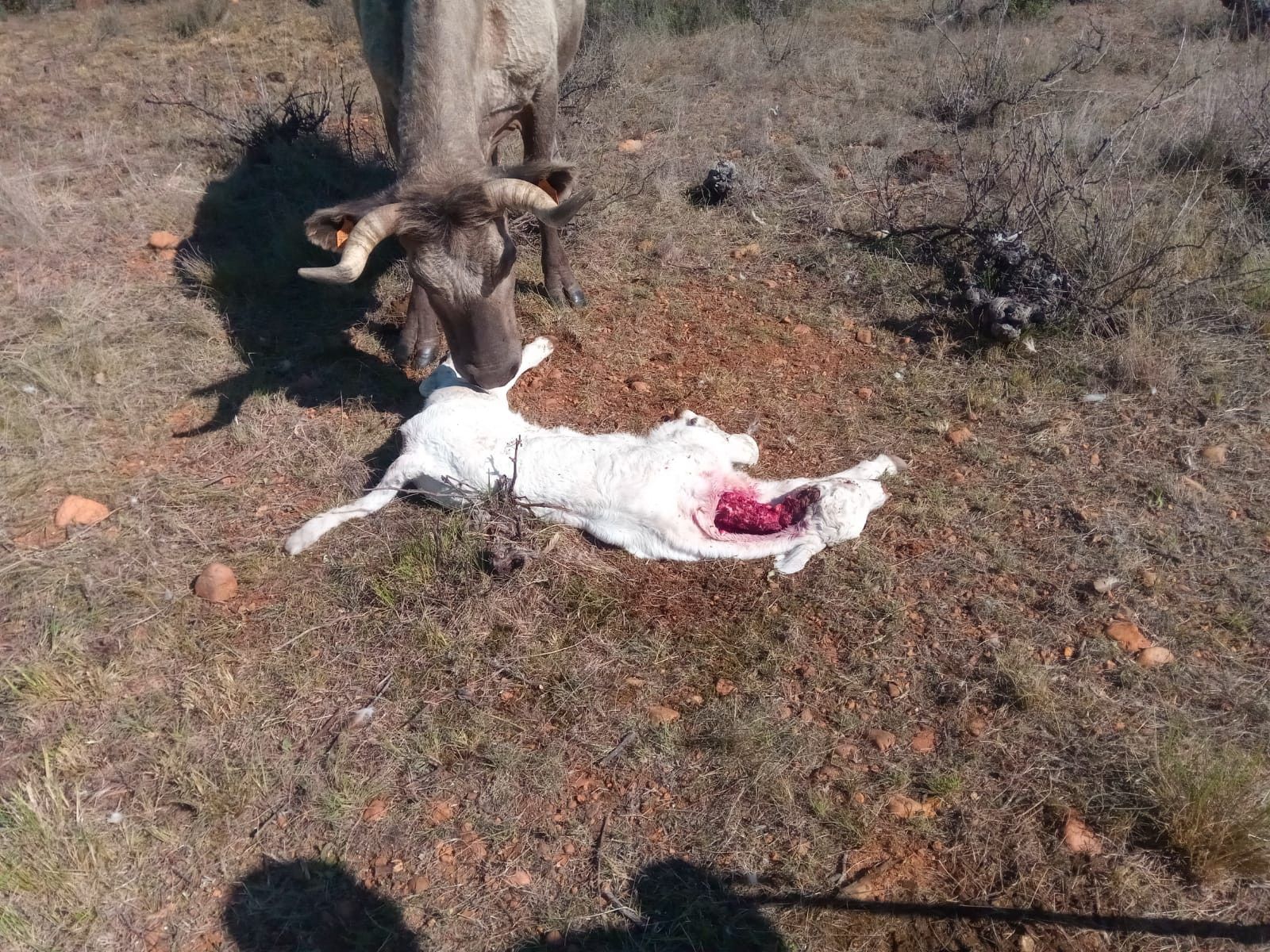 Los lobos atacan de nuevo: muere un ternero de pocos días en una explotación de Zamora. Foto de archivo