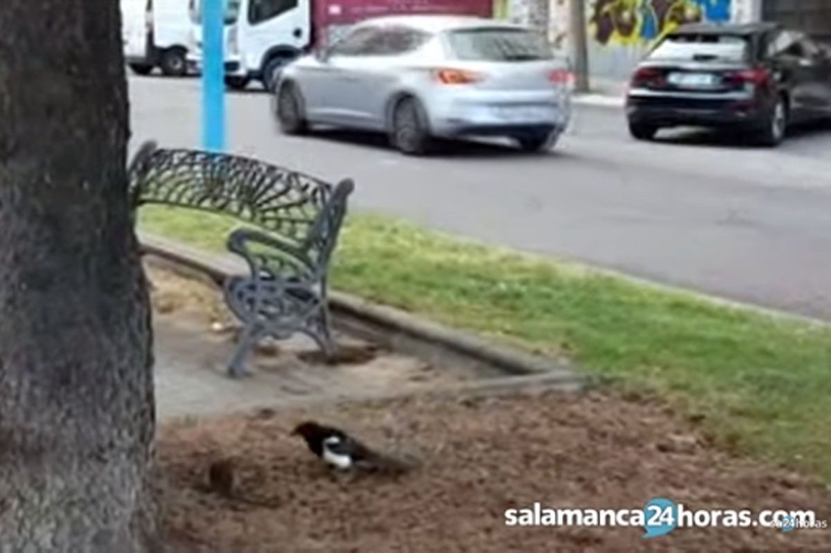 VÍDEO | Graban la pelea de una pega y una rata en plena calle de Salamanca