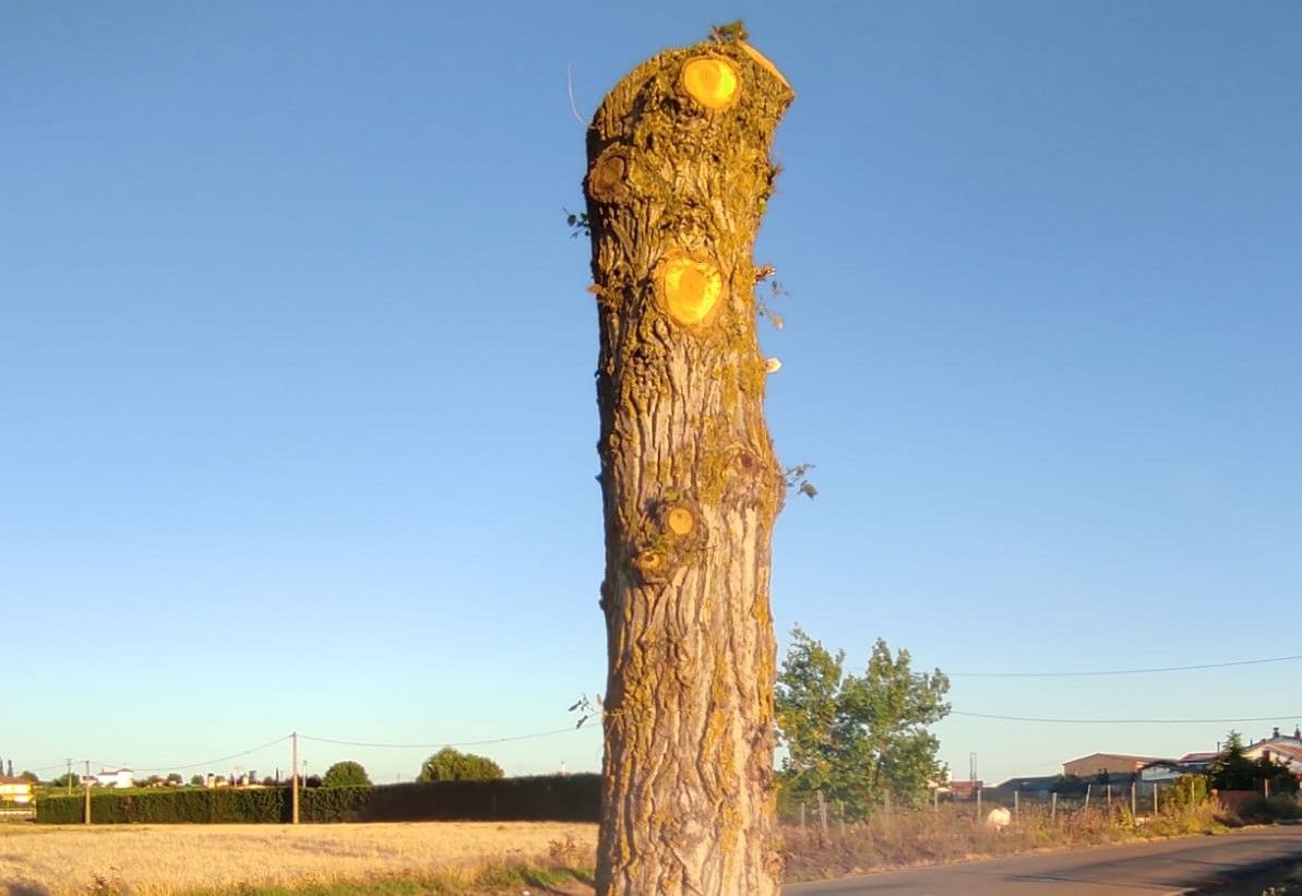 Acciones realizadas en un árbol en Tagarabuena