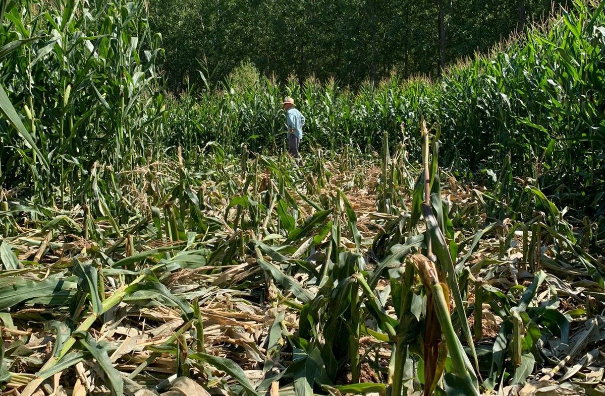 Daños causados por el jabalí en Milles de la Polvorosa