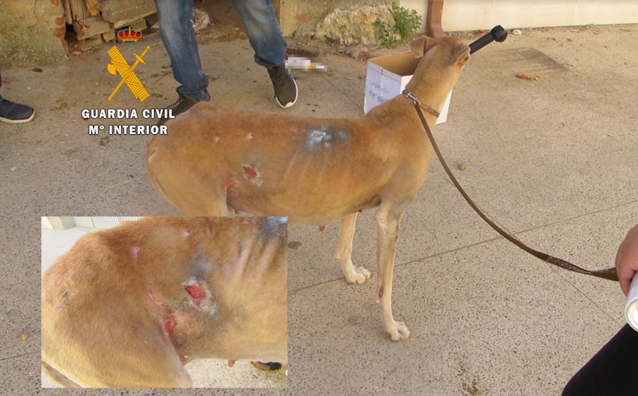 El galgo herido