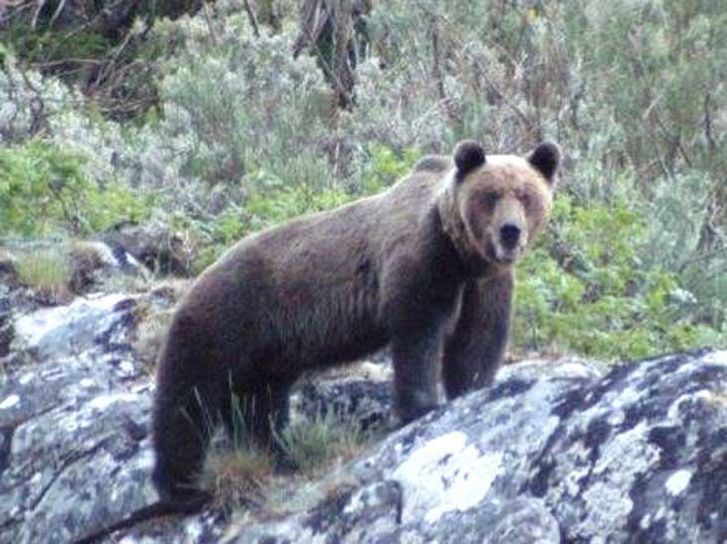 Oso pardo