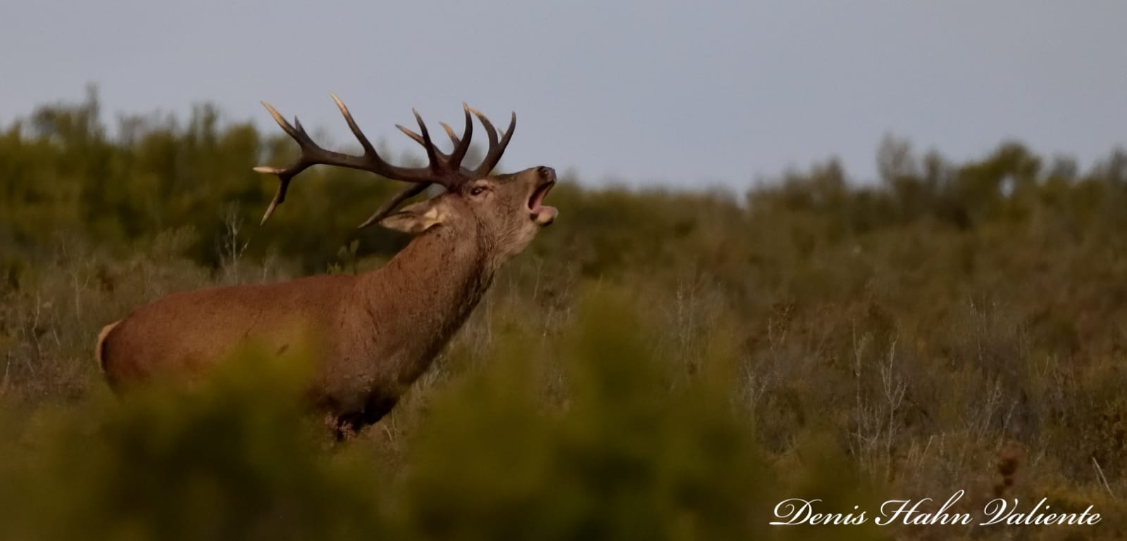 Berrea del ciervo. Foto Denis Hahn Valiente