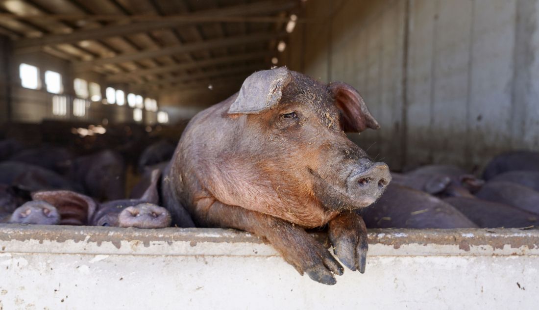 Cerdo ibérico