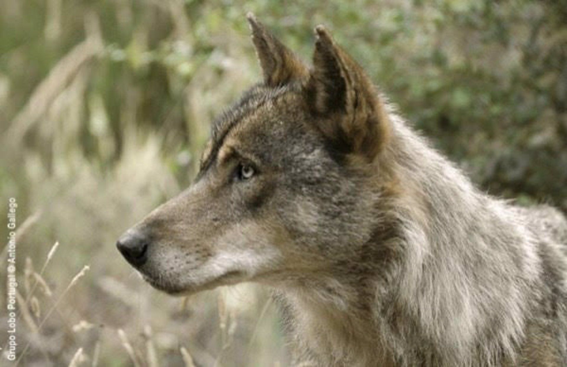 Lobo. Foto Amigos de la Tierra