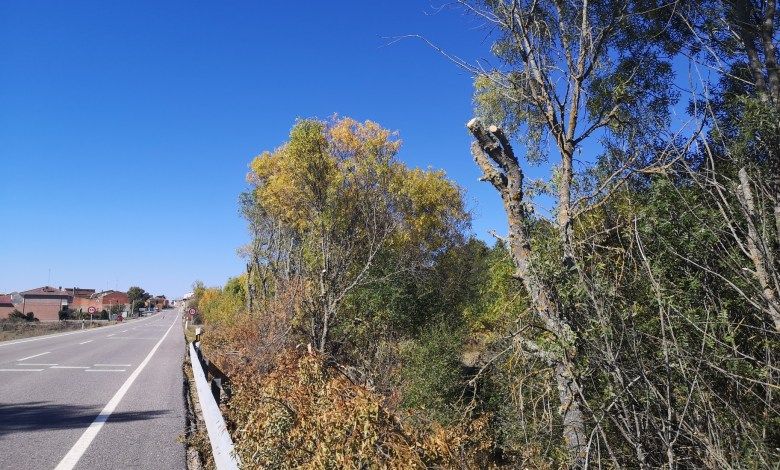 podas carretera Junquera