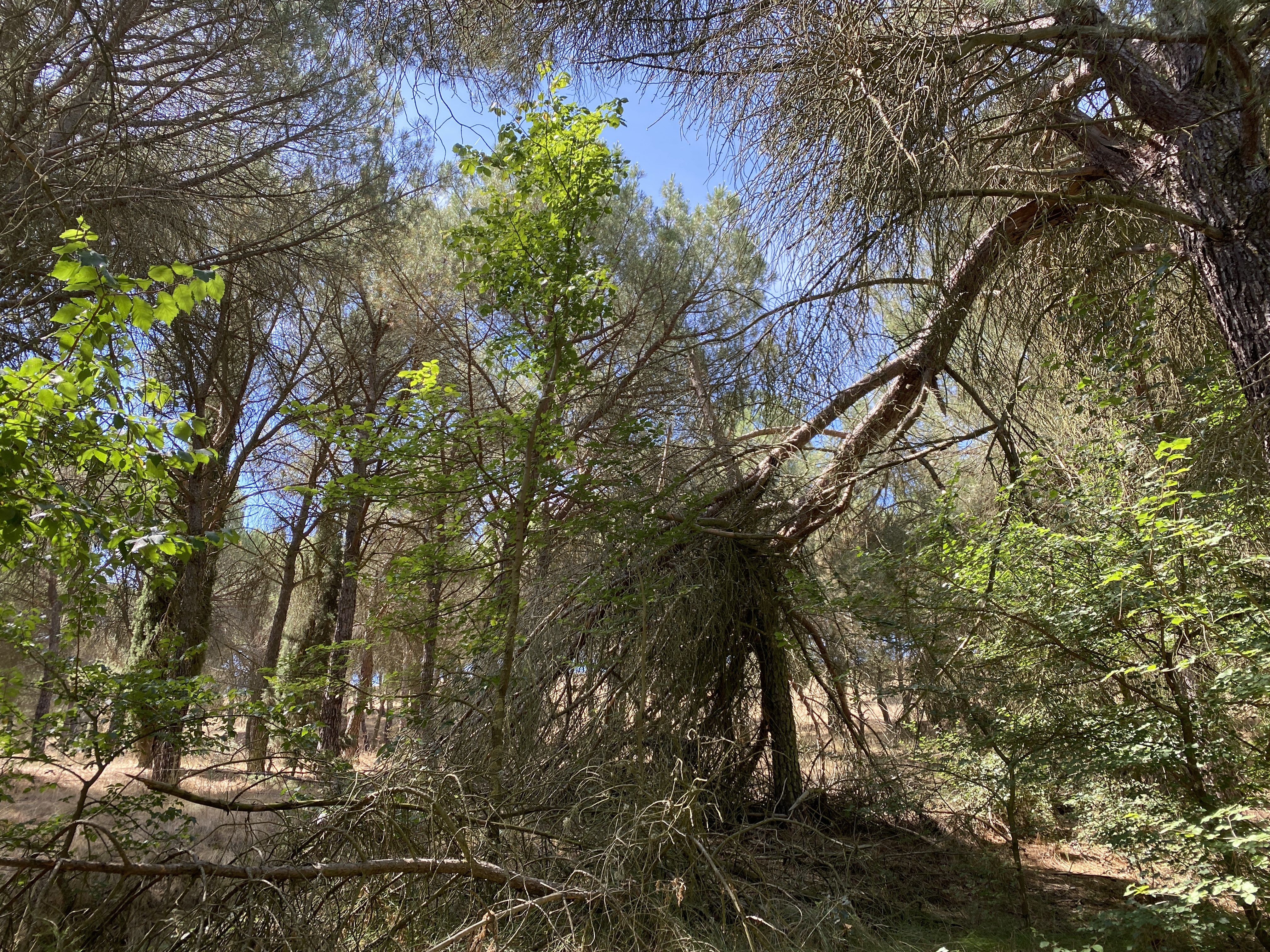 Árbol caído en el Bosque de Valorio