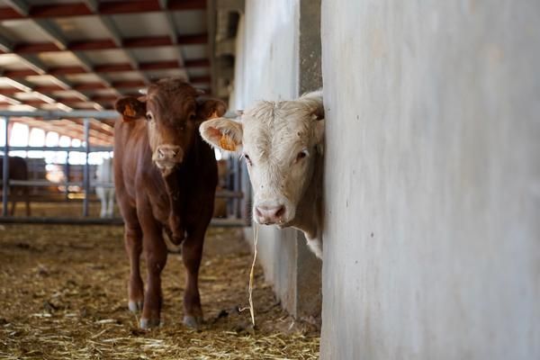 Vacas en una explotación ganadera. Archivo.