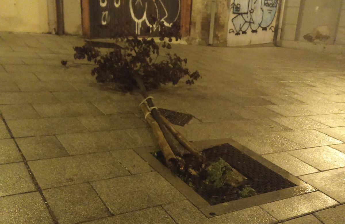 Árbol dañado a causa de las rachas de viento