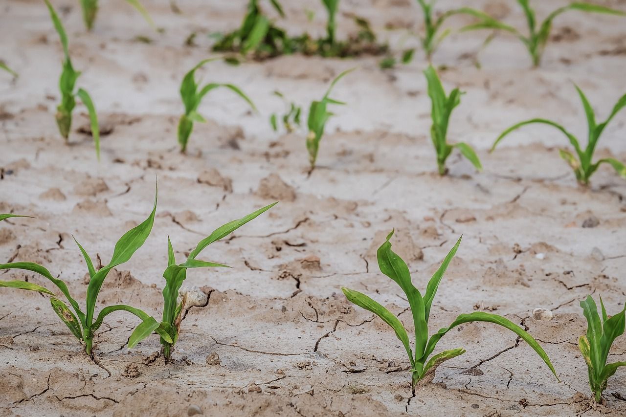 Terreno afectado por la sequía