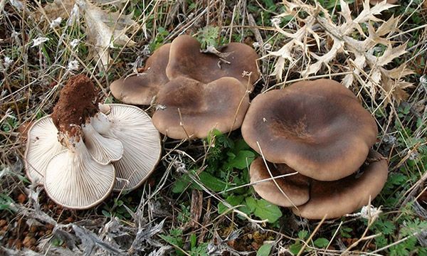 Setas de Cardo   Asociacion Montes de Soria