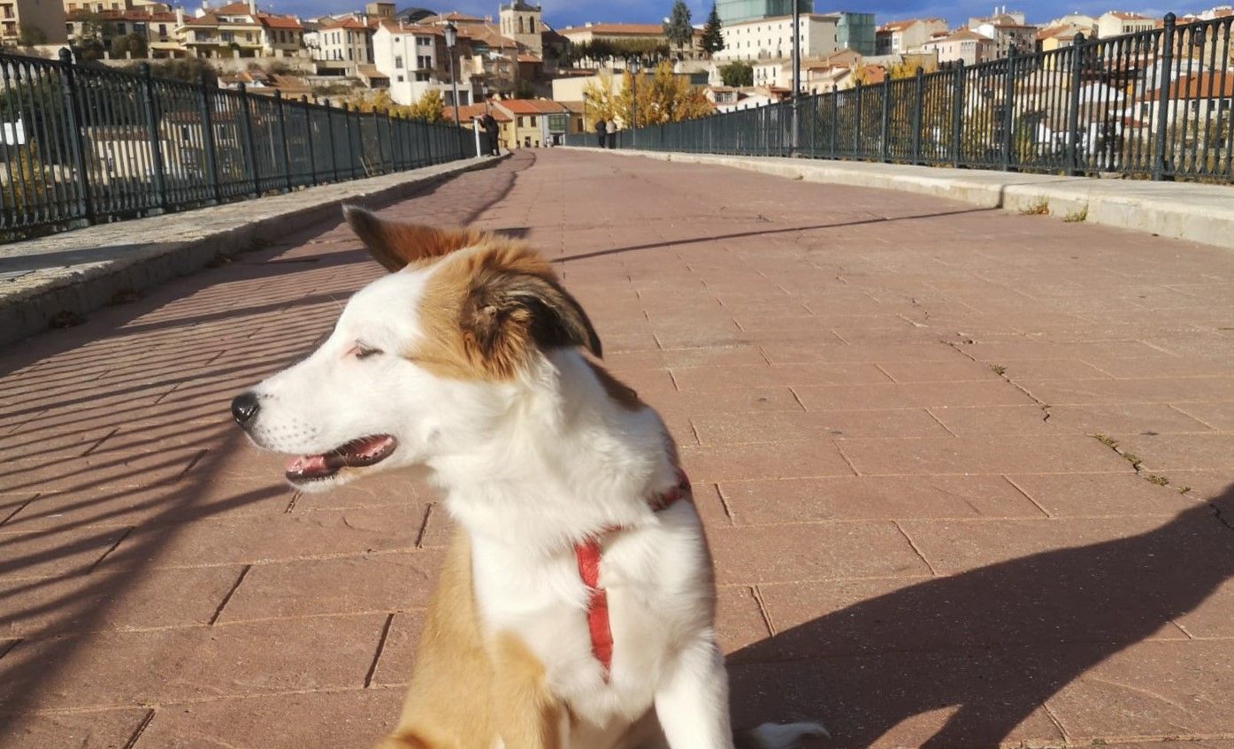 Imagen de un perro en el puente de Piedra