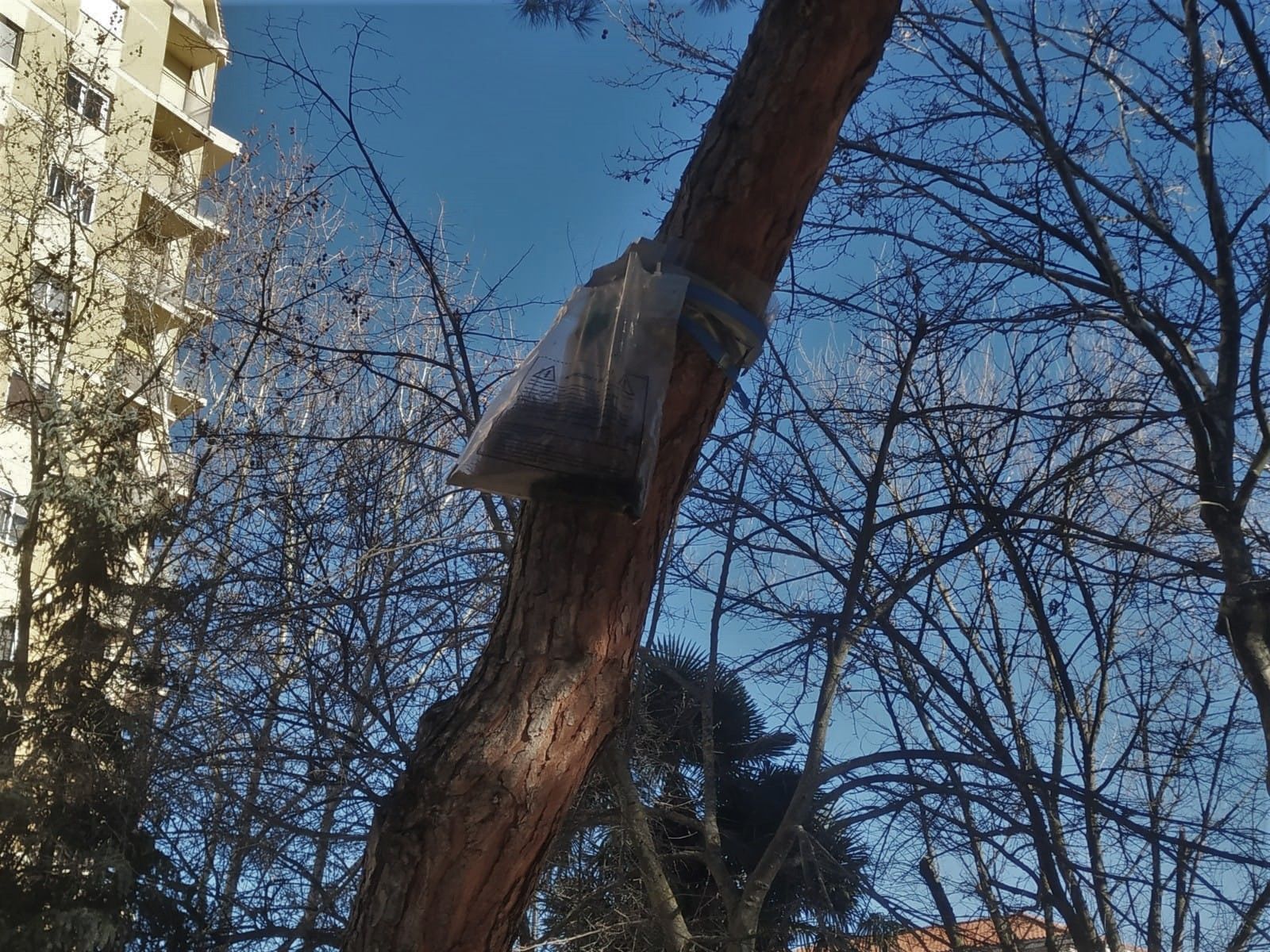 Tratamiento para la procesionaria en un árbol de la plaza de la Marina