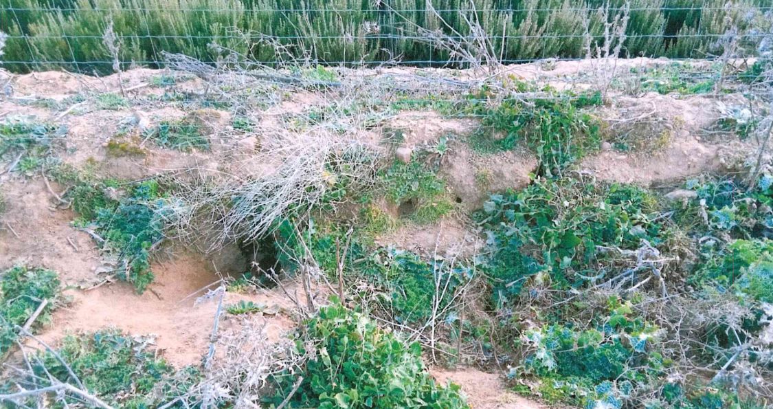 Daños causados por los conejos en la A 11