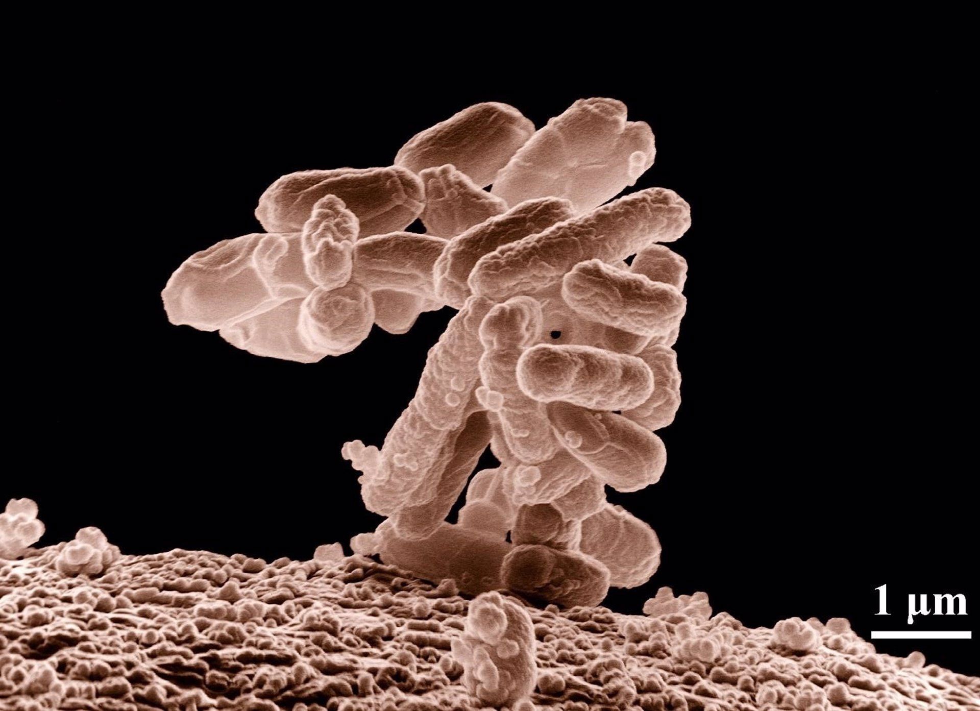 Imagen de microscopio de la bacteria Escherichia coli