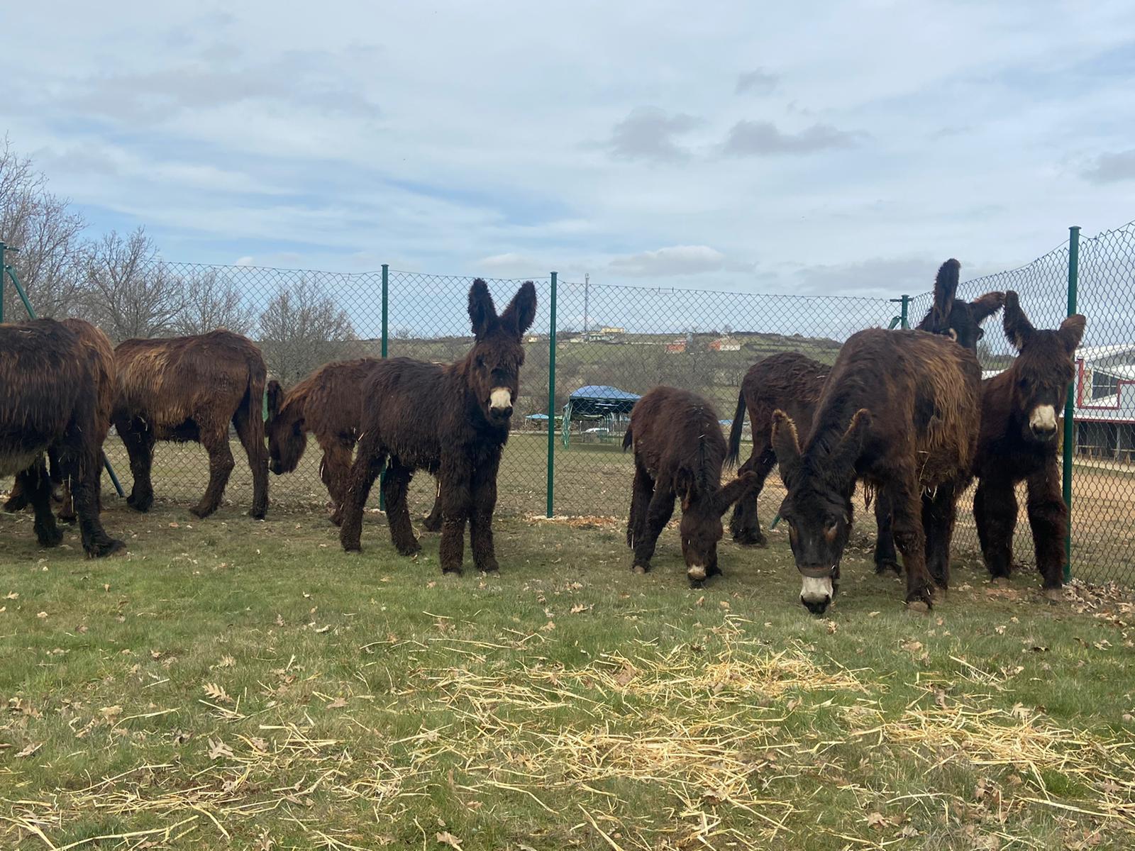 Imagen de los burros en el recinto expositivo de San Vitero