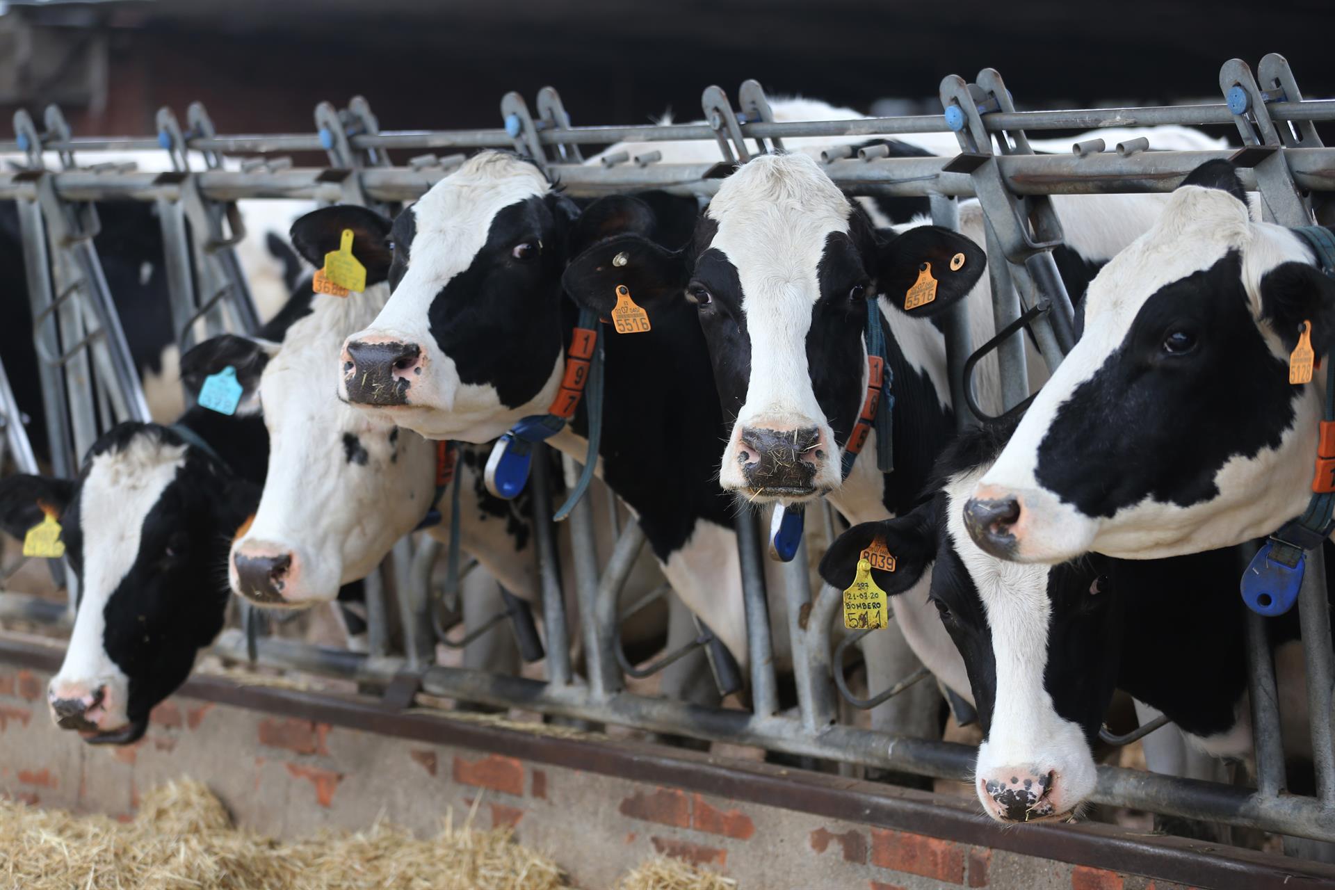 Varias vacas lecheras, de la raza bovina frisona, comen pienso y cereales