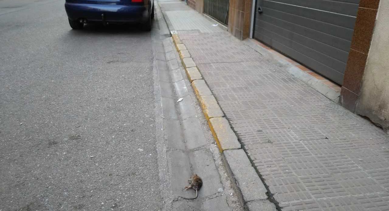 Una rata en la calle Doctor Villalobos