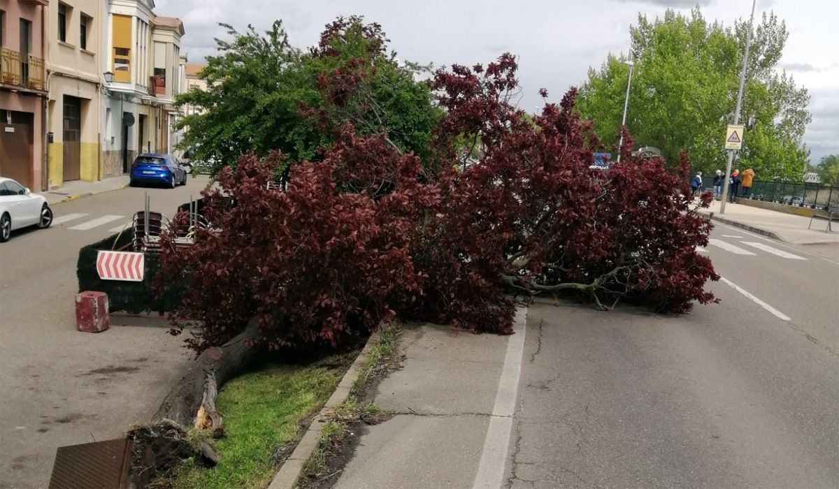 Arbol caído en avenida del Mengue