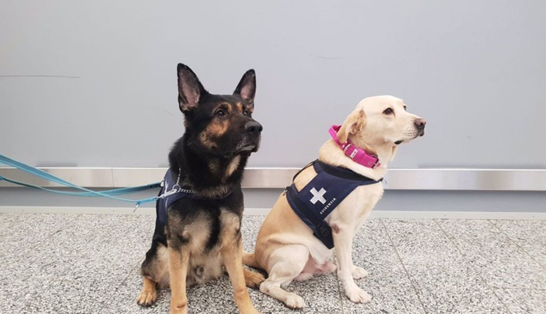 Los perros detectores de coronavirus Valo y Kosti en el aeropuerto de Helsinki Vantaa, en Finlandia. Foto EP   EGIL BJÖRKMAN