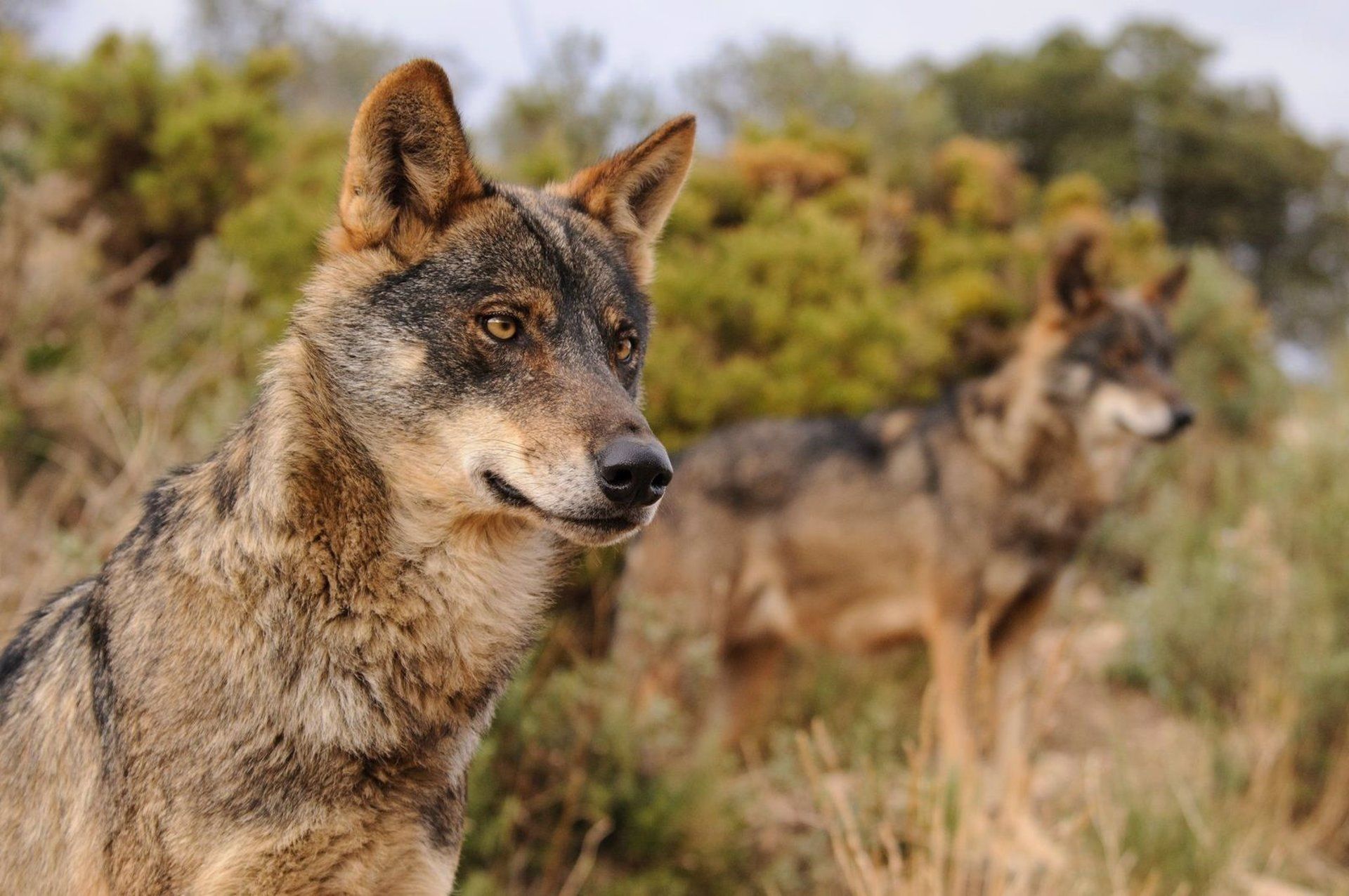 Ejemplar de lobo Ibérico. Archivo.