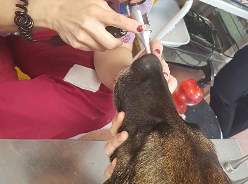 Un veterinario revisa a un perro  Twitter