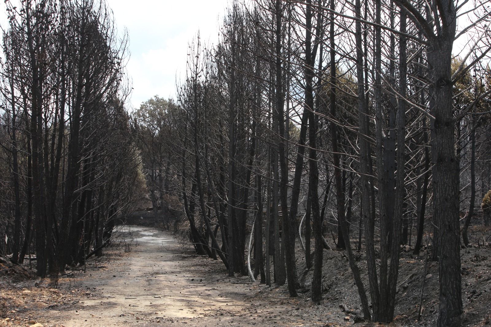 Las desoladoras imágenes de la Sierra de la Culebra tras el incendio (5)