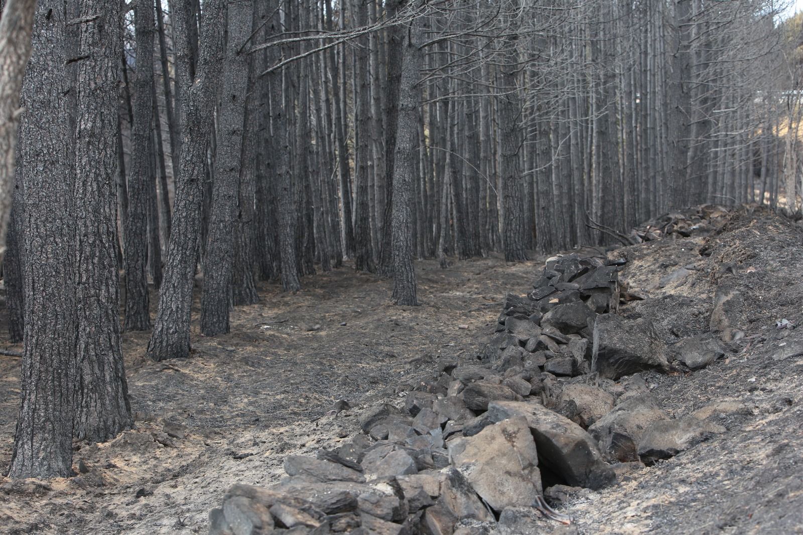 Las desoladoras imágenes de la Sierra de la Culebra tras el incendio (3)