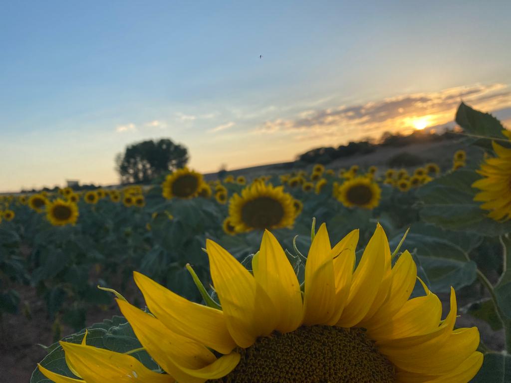 El girasol comienza a cotizar en una jornada de la Lonja de Zamora donde  también suben cereales y lechones