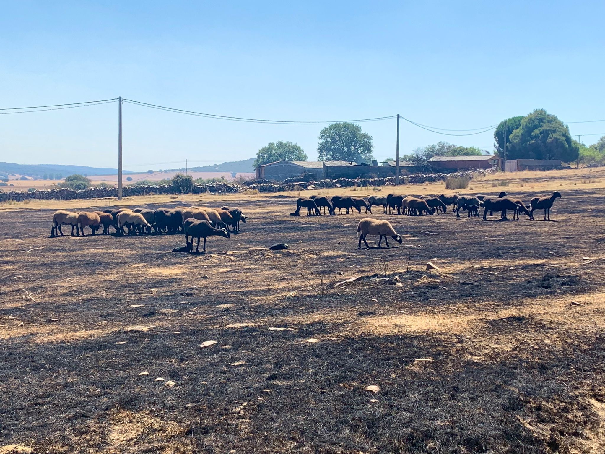 Zona afectada por el incendio de Losacio en San Martín de Tábara