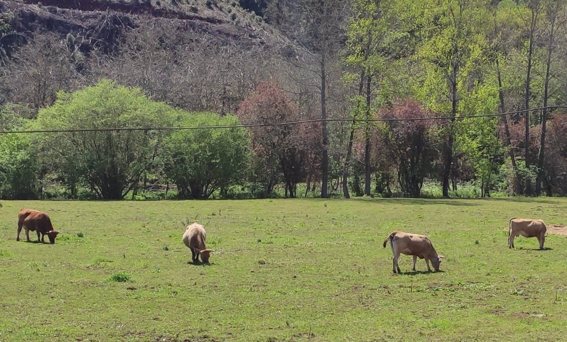 Vacas de carne, ganadería, medio rural. EP. Archivo.