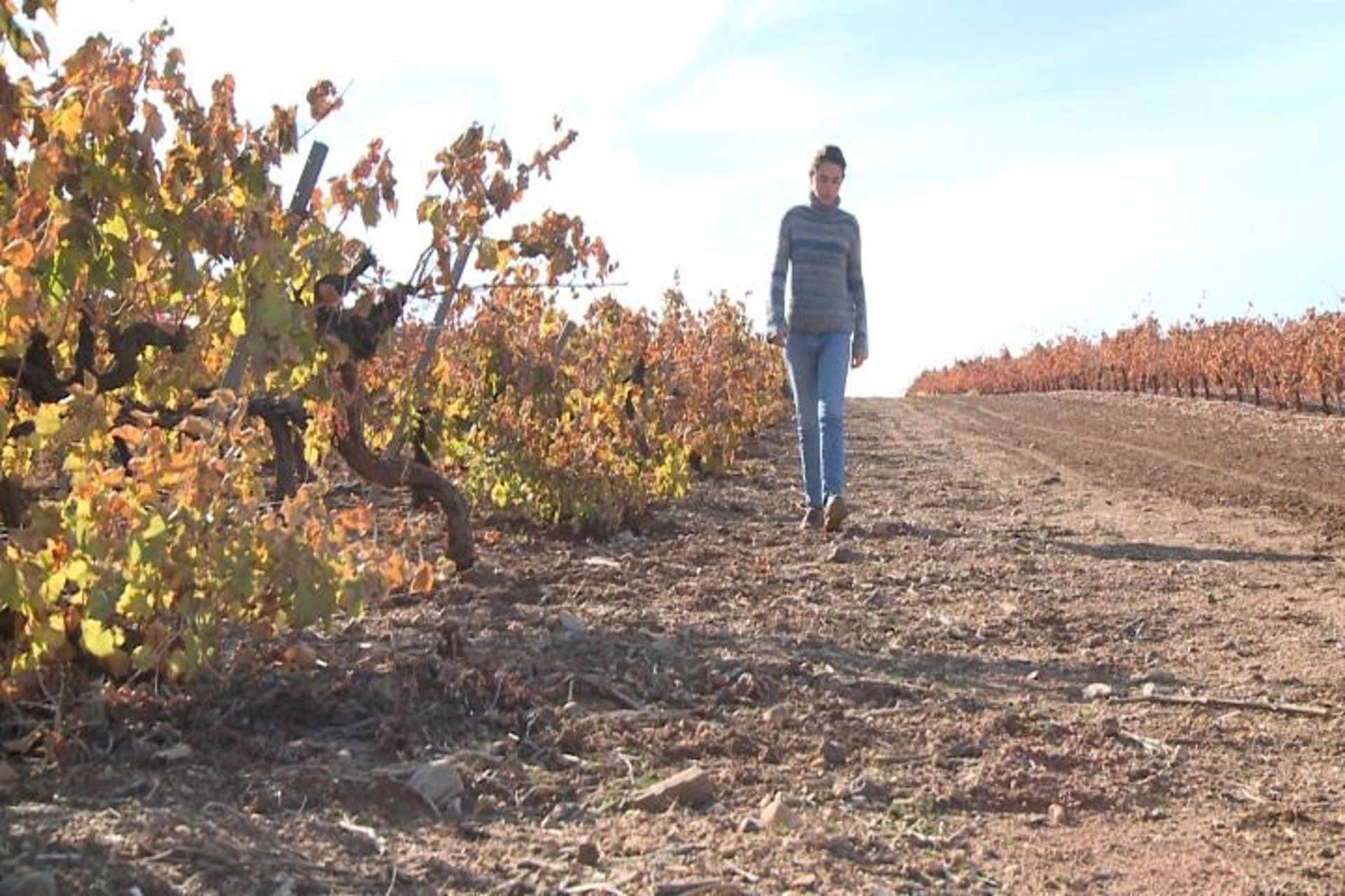 Campo afectado por la sequía