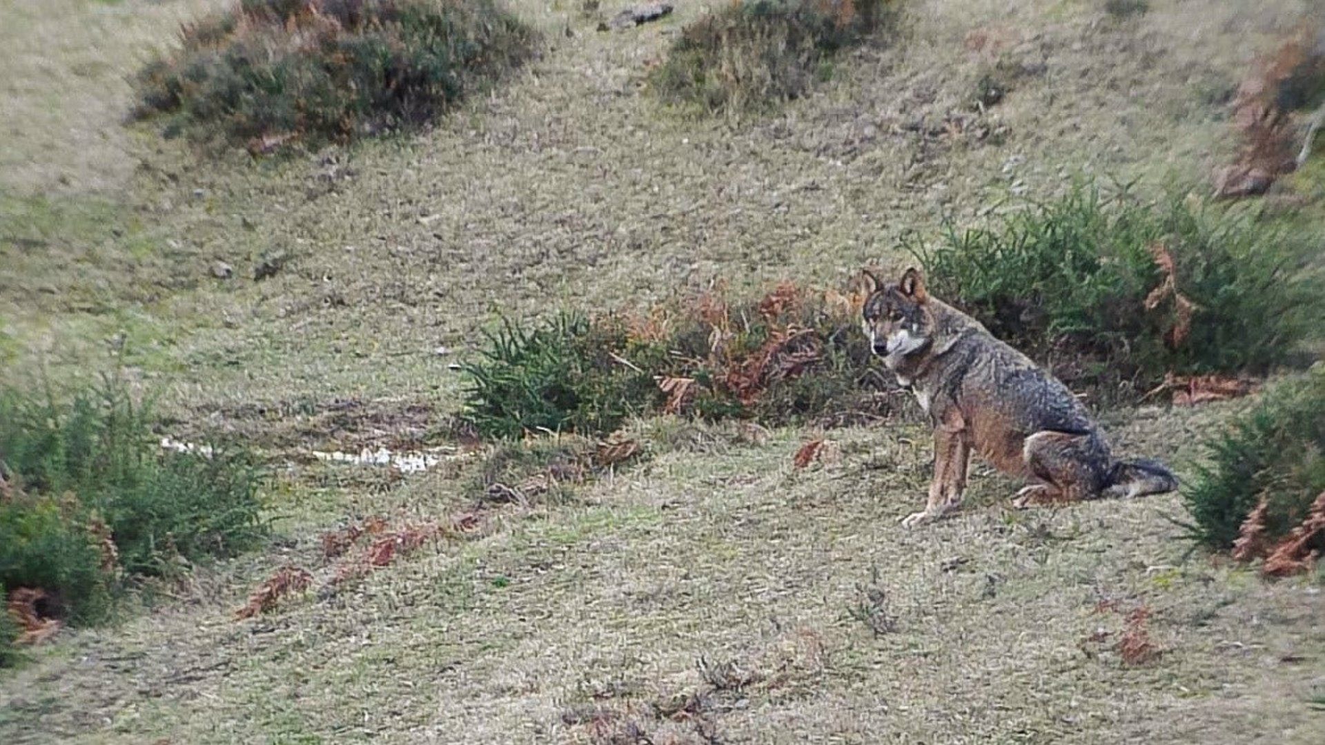 Lobo. CSIC. Archivo. Zamora, una de las provincias más afectadas por los ataques del lobo: la que más en ovino y la tercera en vacuno.