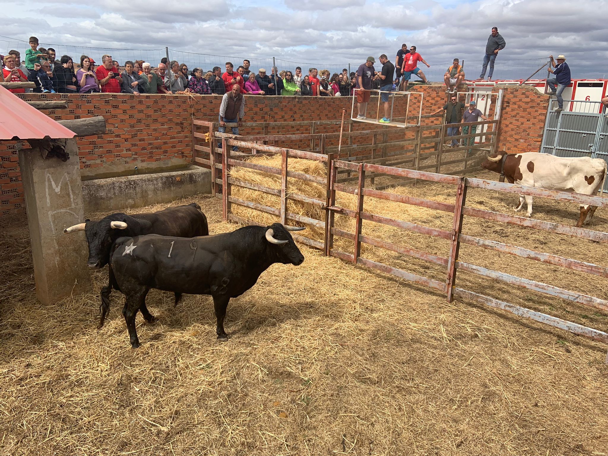 Toros en el Corral de la Cañada. Foto: Carbajales de Alba