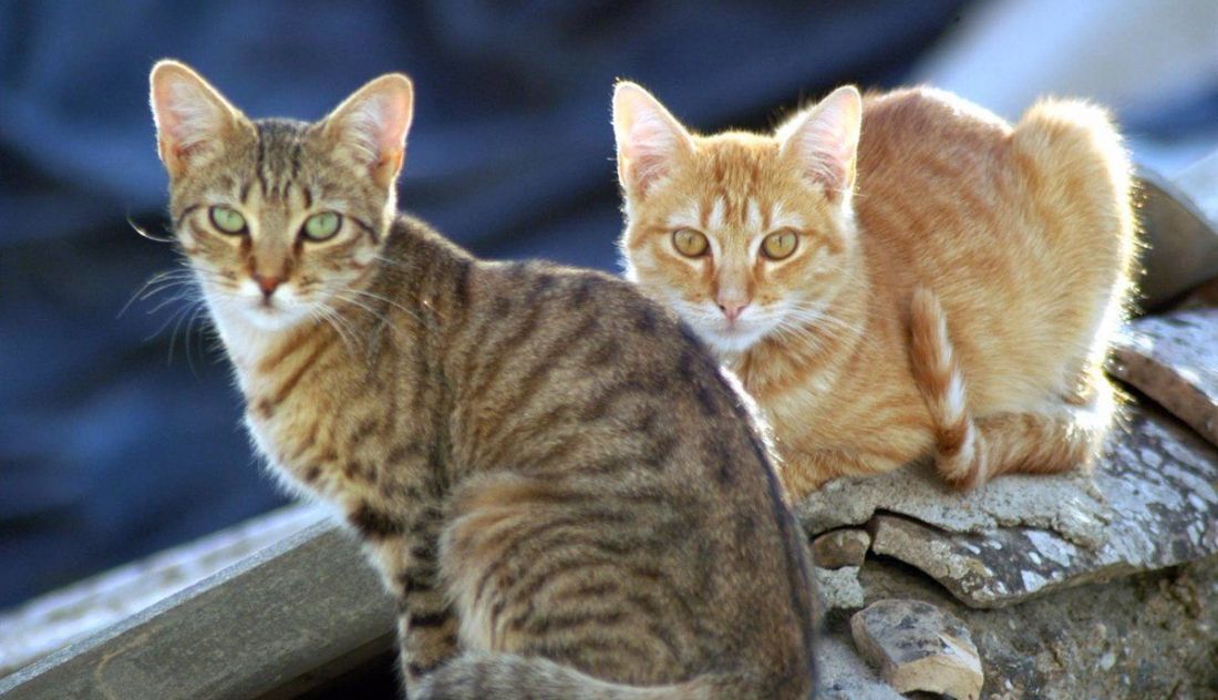 Colonias de gatos callejeros en Zamora. Archivo.