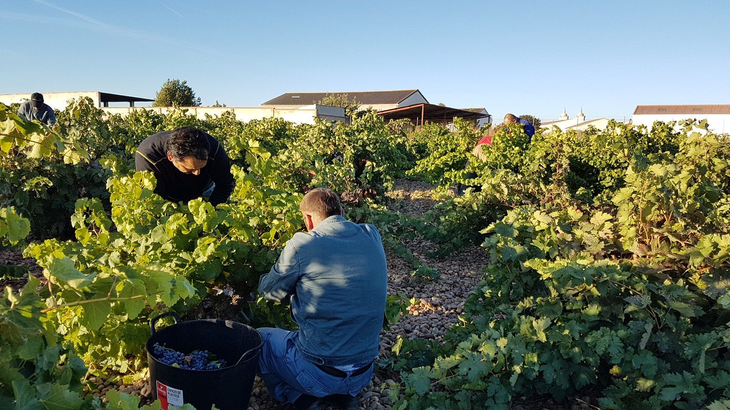 Trabajadores de la vendimia