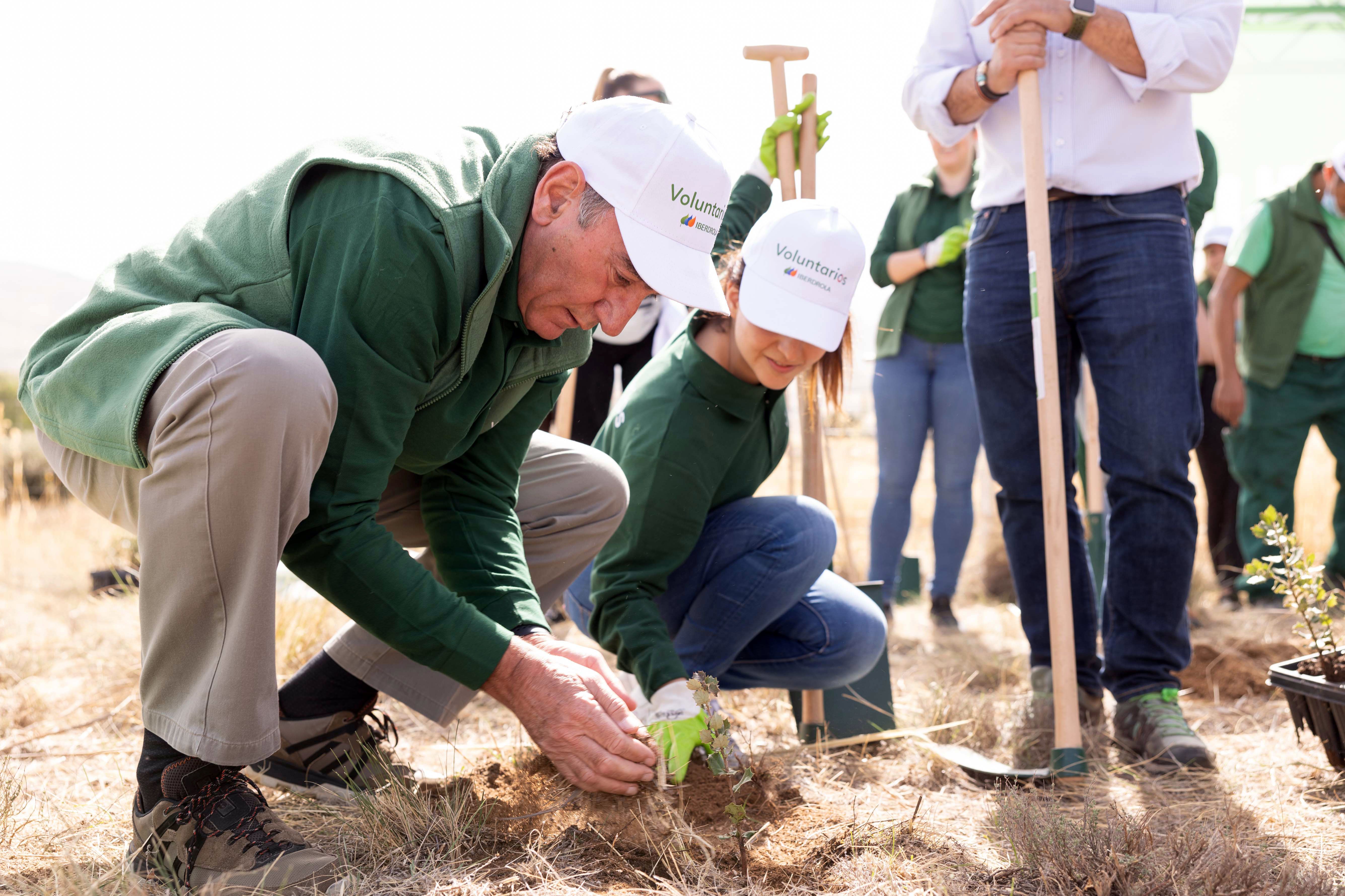 Iberdrola participa en la plantación de 800 árboles en uno de los municipios afectados por el incendio de Navalacruz 