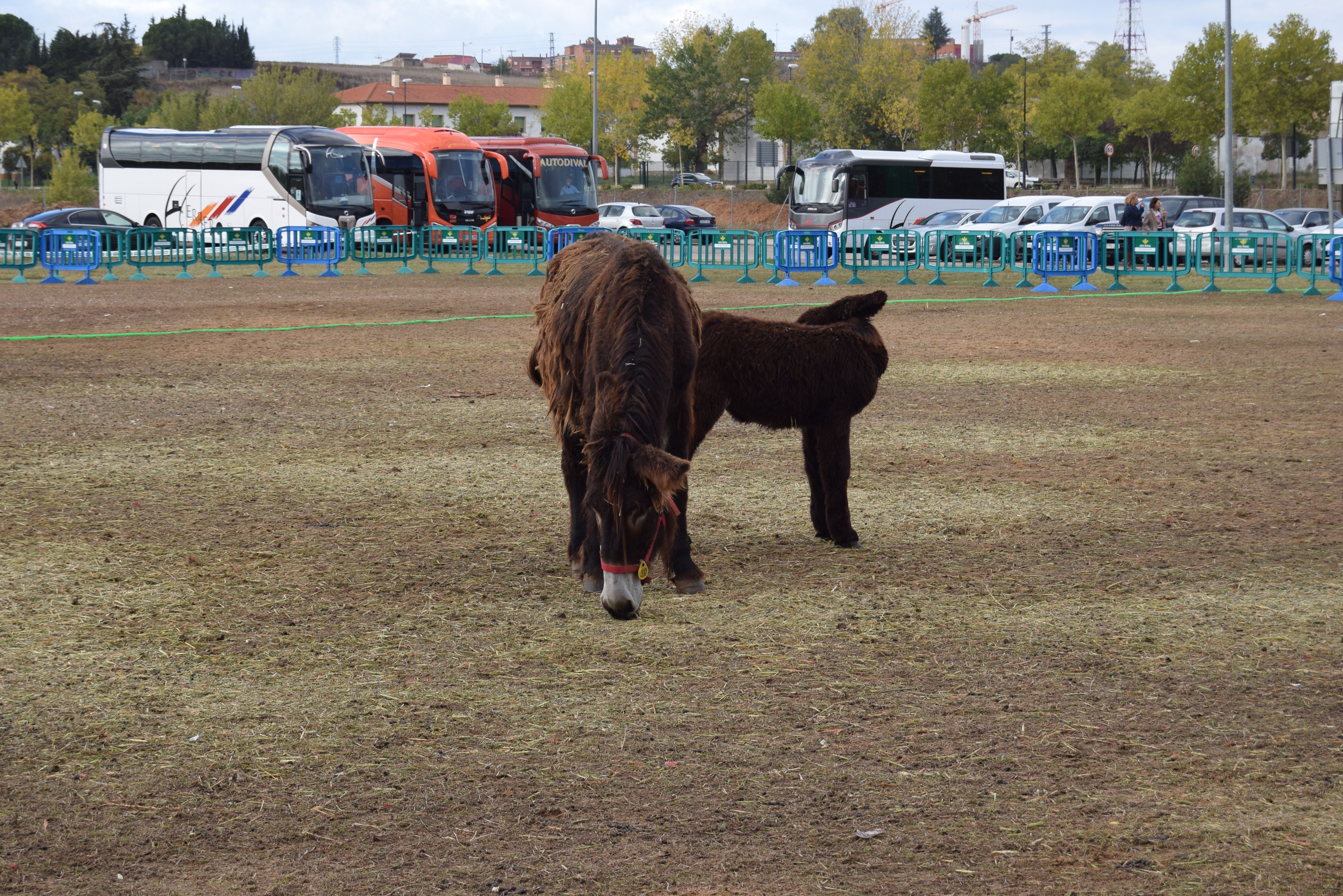 Presentación Feria Ovinnova (4)