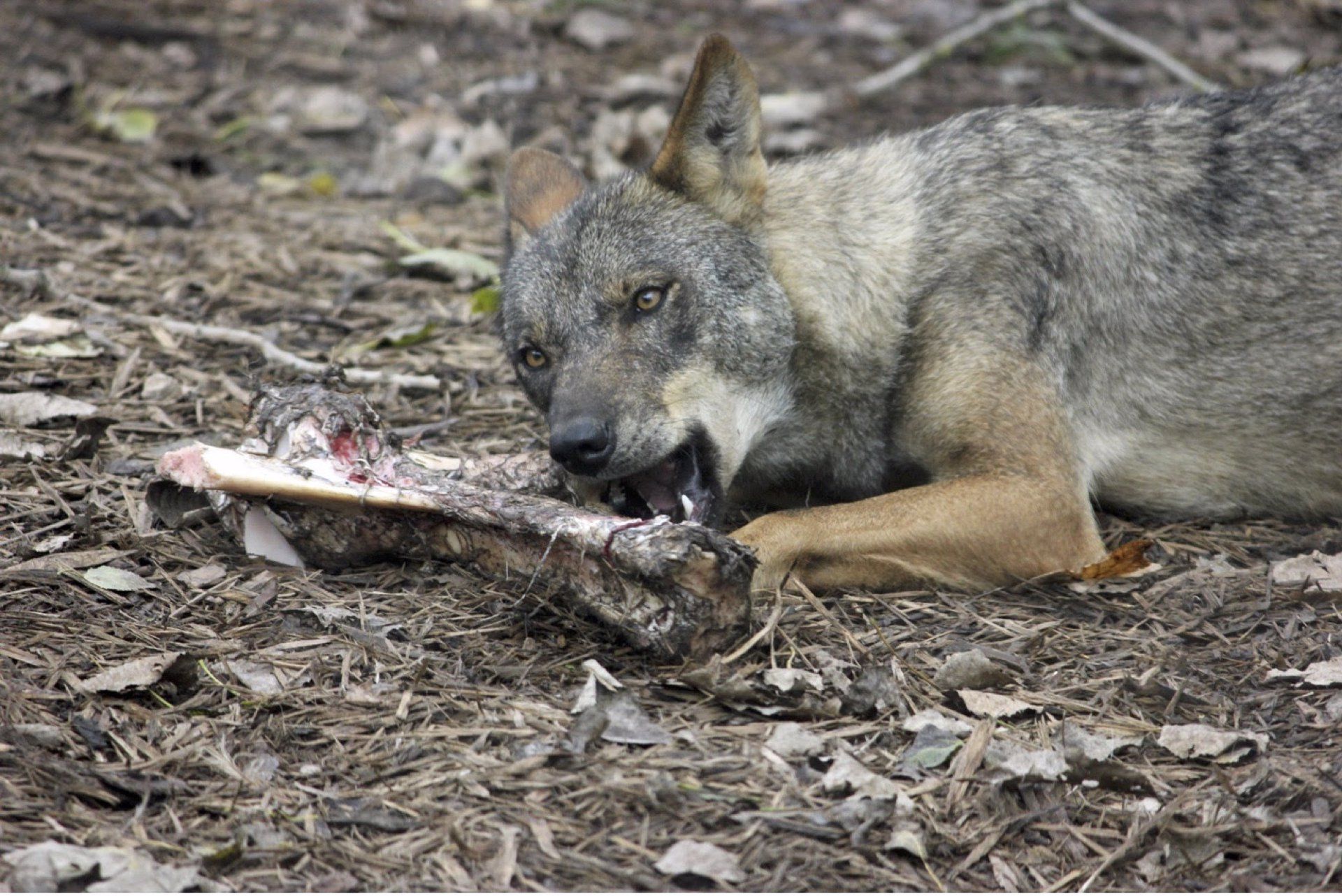 Lobo. Archivo.