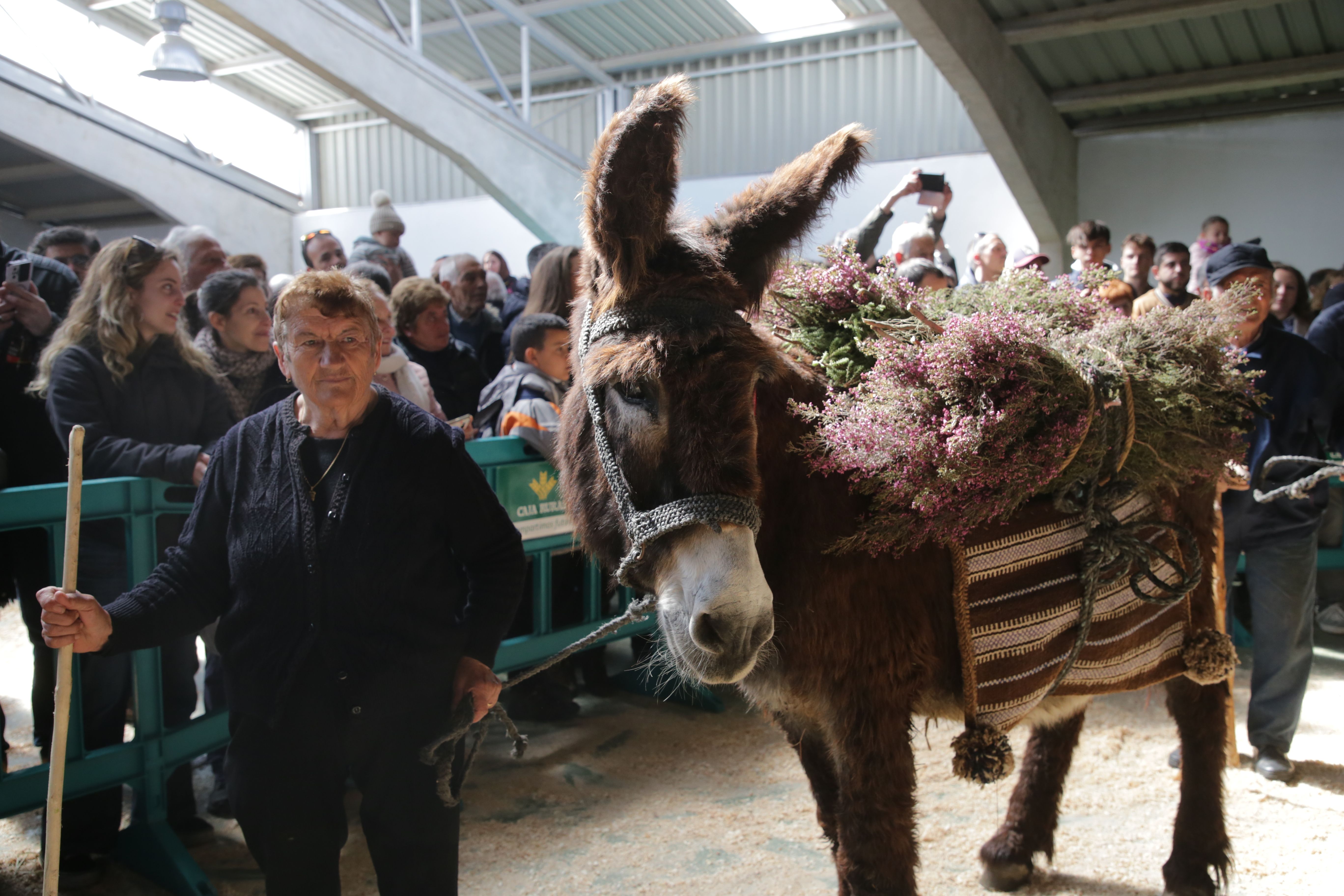 San Vitero ensalza la Raza Autóctona Asnal Zamorano-Leonesa en su Feria del Burro