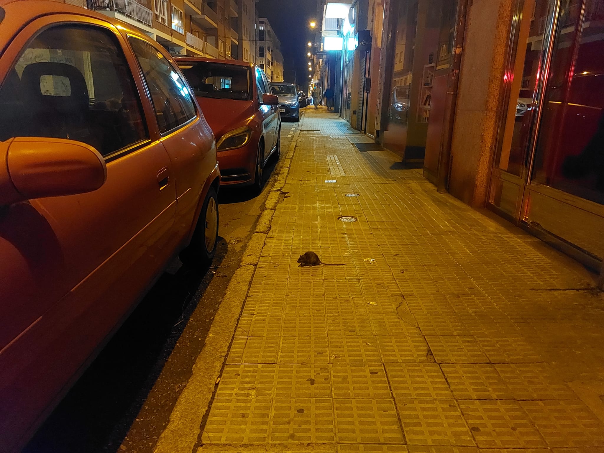 Rata en la calle Pablo Morillo